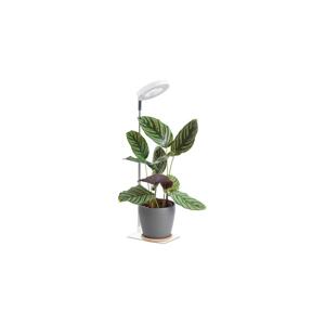 LED Stmívatelná stolní lampa pro pěstování rostlin VERDI LED/5W/5V 1300K bílá 004320
