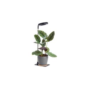 LED Stmívatelná stolní lampa pro pěstování rostlin VERDI LED/5W/5V 1300K černá 004321